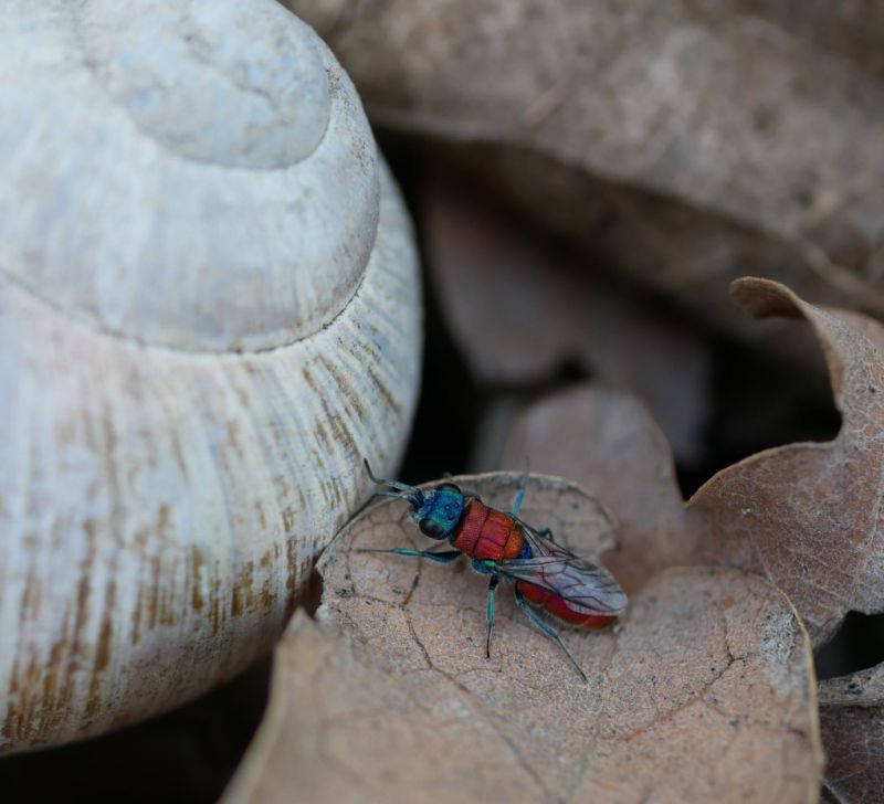 Chrysis dichroa 1.JPG