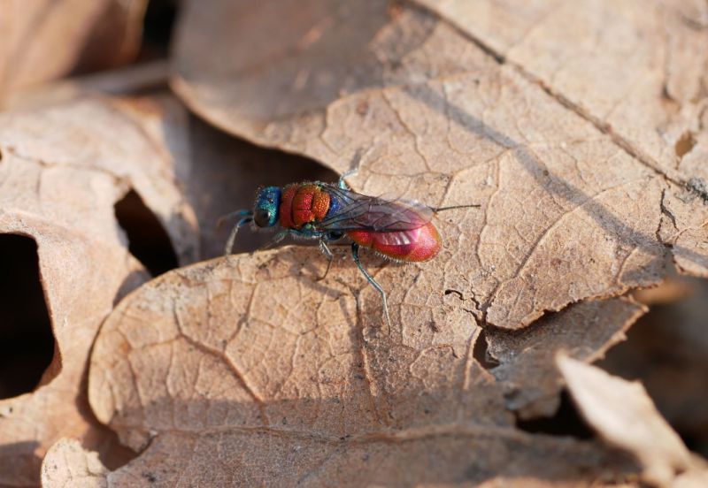 Chrysis dichroa.JPG