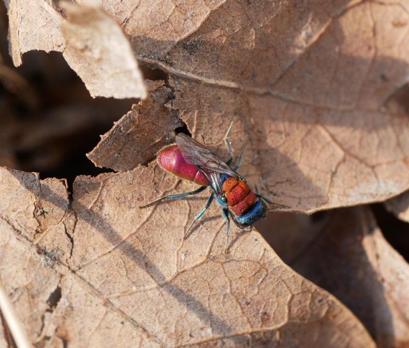 Chrysis dichroa 3.JPG