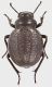 Pimelia_rugulosa_Vesuvio_31-III-2017_15mm_grey.jpg