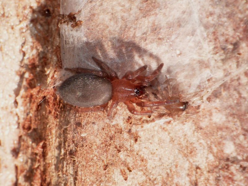 Scotophaeus scutulatus preda clubiona in natura.JPG