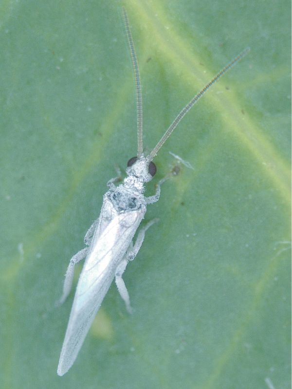 Coniopteryx sp.jpg