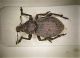 Copia di curculio_Pizzo_scalino1.jpg