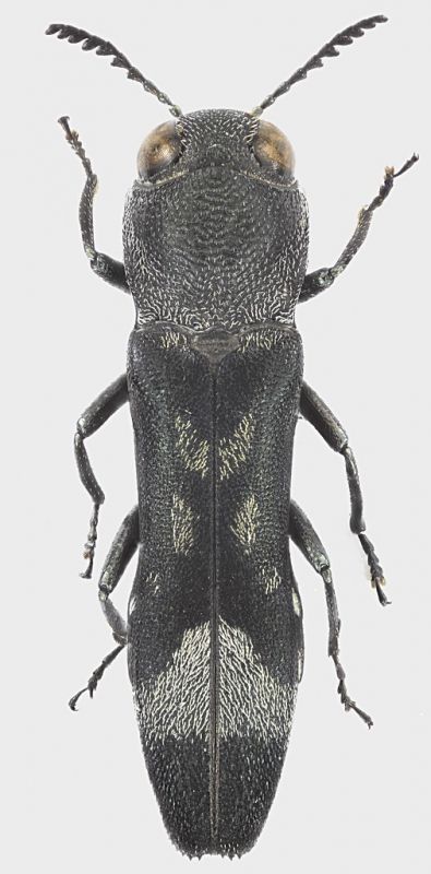 Agrilus_figuratus_French_Guyane_Belizon_1-II-2017_5,1mm_grey.jpg