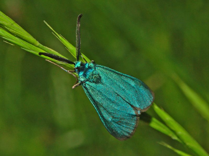 04 20090525torriglia010.JPG