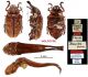 Polyphylla (Polyphylla) davidis Fairmaire, 1888.JPG