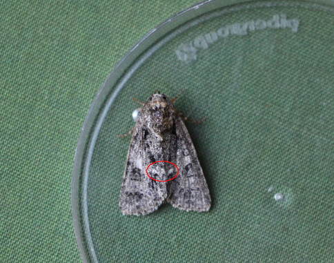 Acronicta_rumicia.JPG