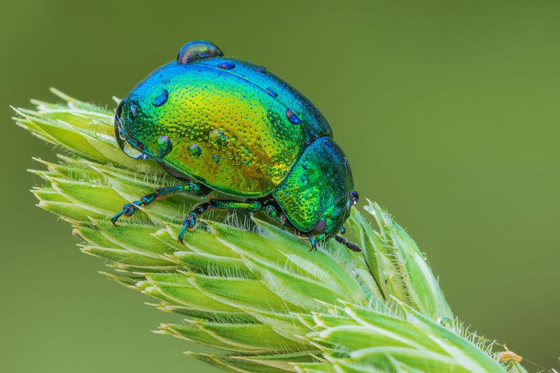 Chrysolina_herbacea_1024.jpg