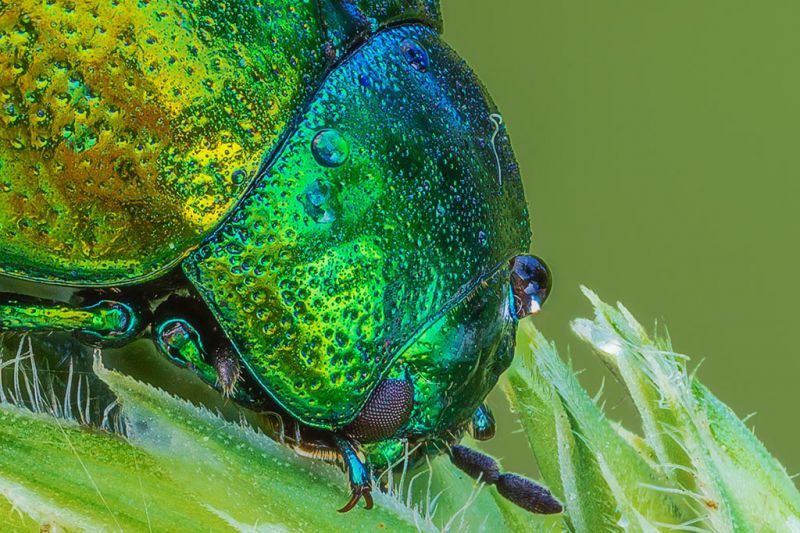 Chrysolina_herbacea_1024_1.jpg