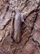 Cucullia blattariae 008.JPG