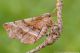 Selenia-tetralunaria_DSC1756.jpg