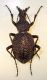DSC01186 - Copia.JPG