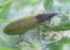 Lixus sp. (16-4-17 Juslibol).jpg