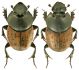 Onthophagus gibbulus.jpg