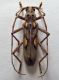 Cerambycidae Galapagos f.jpg