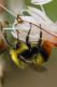 IMG_8163bombus.JPG
