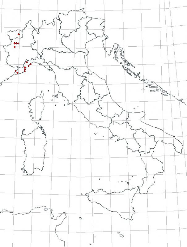 Lasiorhynchites-(Stenorhynchites)-coeruleocephalus-(Schaller,-1783).jpg