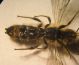 Chelostoma B 010 A.jpg
