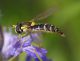 IMGP4989_Hoverfly_sm.JPG