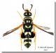 Leucospis gigas_Castelluzzo_22 V 2010.jpg