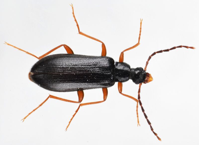 Coleoptera Ev6.jpg
