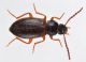 Coleoptera Ev7.jpg