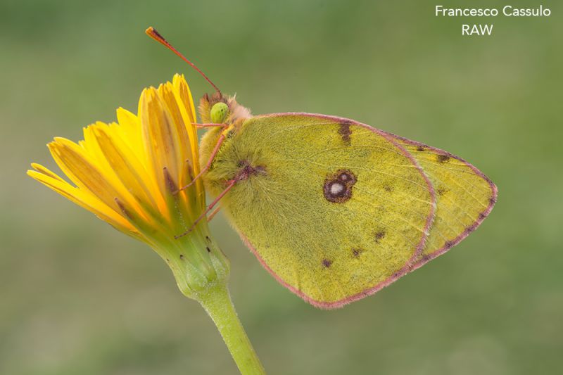 Colias-alfacariensis_DSC1854.jpg