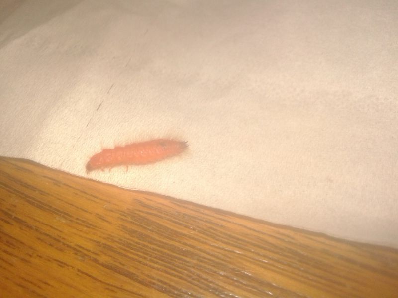 larva1.jpg