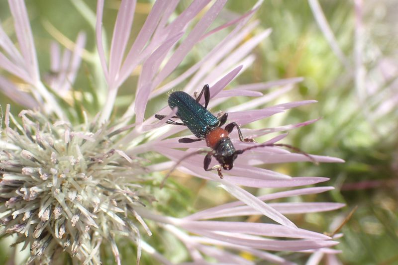 20170424 Certallum ebulinum Sortino.JPG