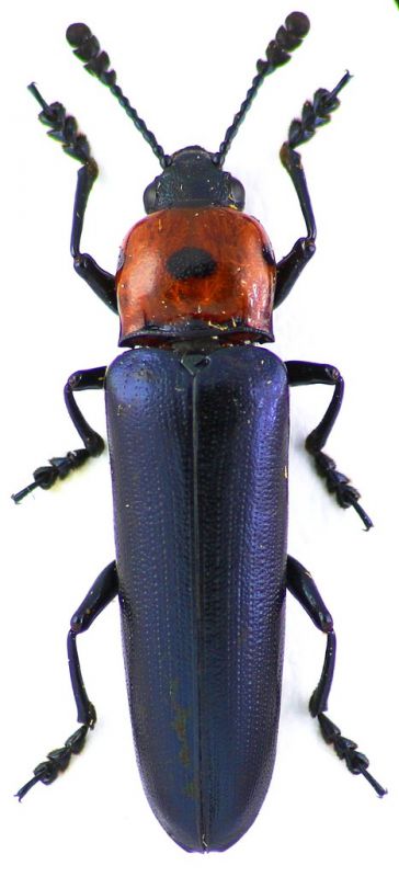 Languriinae 1.jpg