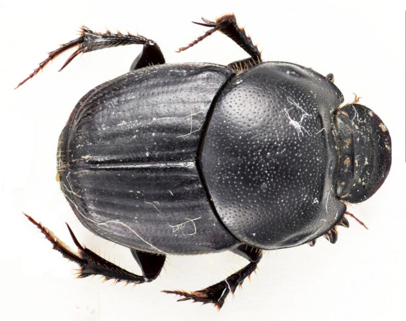 Scarabaeidae3.jpg