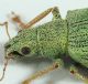 Polydrusus-brevicollis-lat-crop-FEI.jpg
