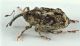 Datonychus-female-lateral-FEI.jpg