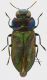 Anthaxia-bicolor_Zaval_m3_Forum.jpg