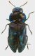 Anthaxia-bicolor_Zaval_m4_forum.jpg