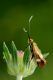 Adelidae. Nemophora sp. - Copia.JPG