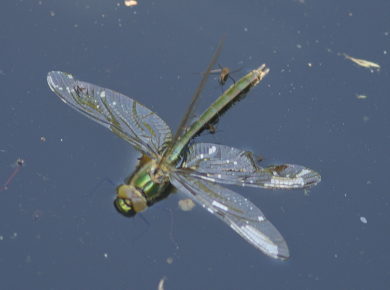 IMGP5270_Emerald_dragonfly_floating_sm.JPG