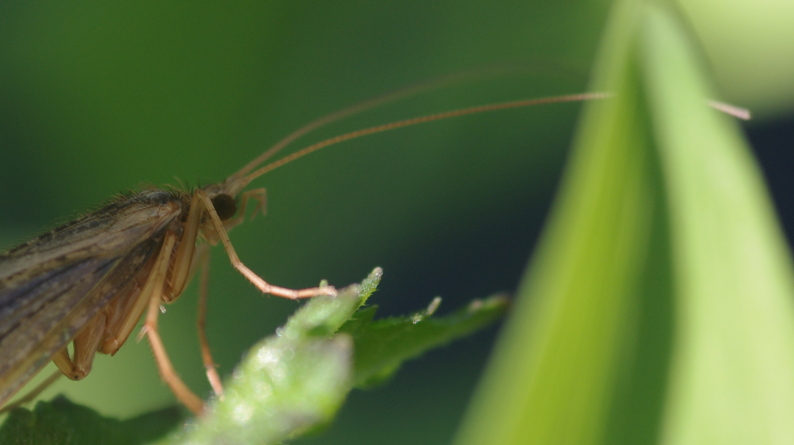 IMGP5299_Caddisfly_sm.JPG