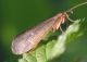 IMGP5300_Caddisfly_sm.JPG