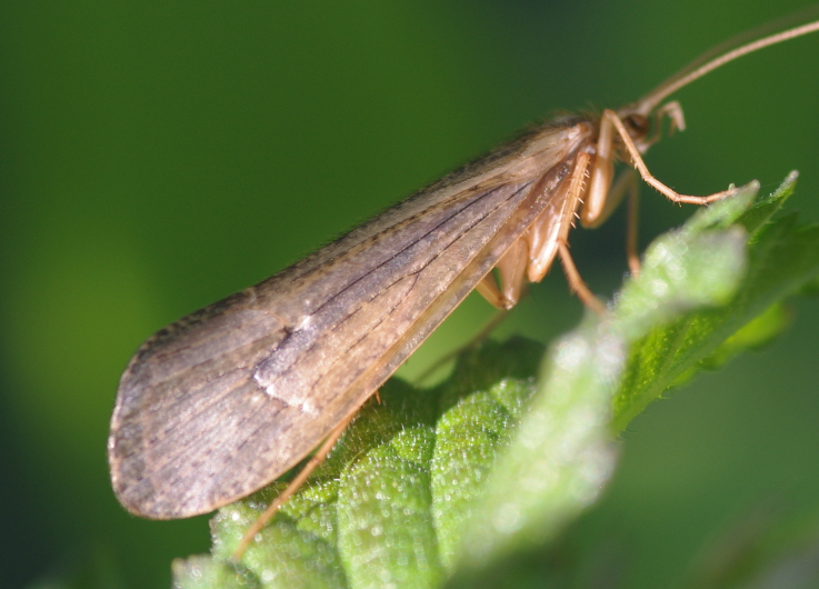 IMGP5300_Caddisfly_sm.JPG