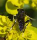 IMGP5229_Sawfly_sm.JPG