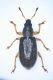 Polydrusus pirazzoli Stierlin 1857.jpg