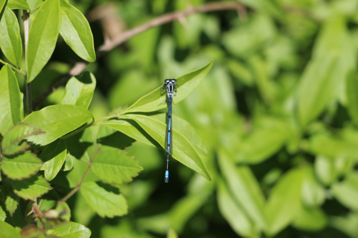 Enallagma cyathigerum_O_Platycnemis pennipes (8).JPG