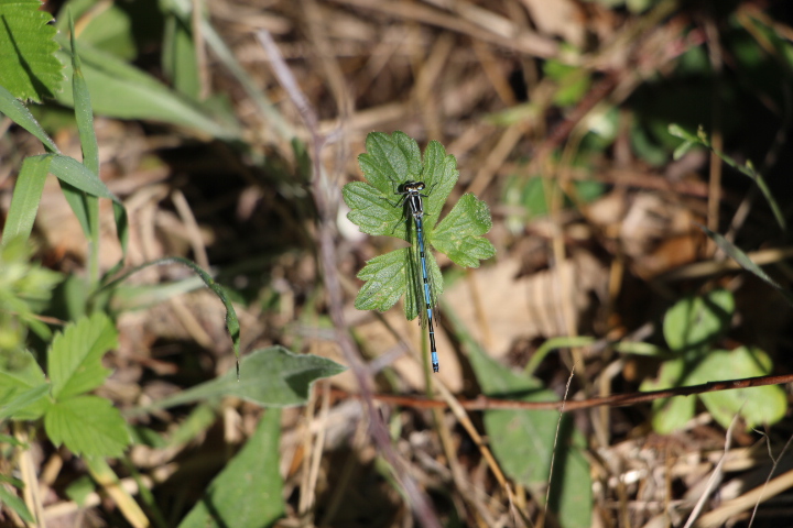 Enallagma cyathigerum_O_Platycnemis pennipes (10).JPG