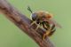 Stratiomys1_1024.jpg