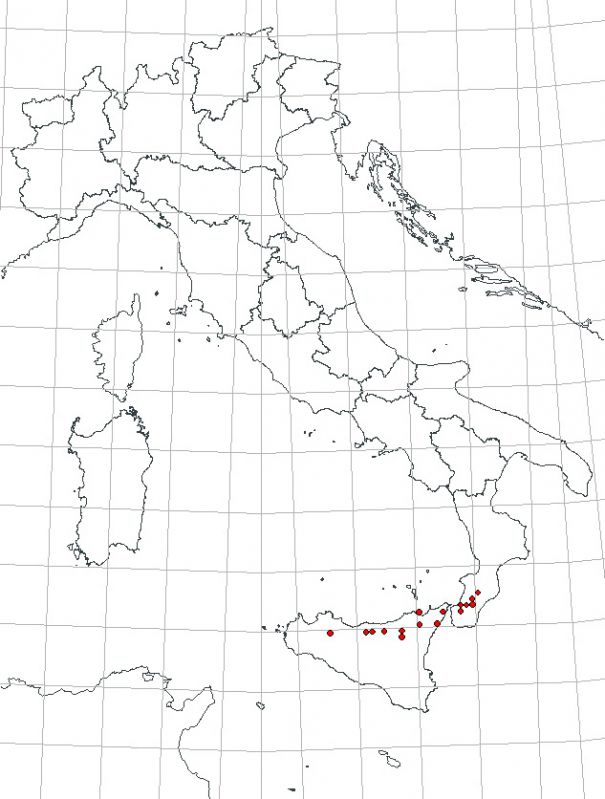 Carabus (Chaetocarabus) lefebvrei lefebvrei Dejean, 1826.jpg