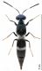 Pentacladiaa elegans female medida.jpg