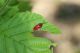 Elateridae (1).JPG