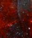 Colymbetes 001crop.jpg