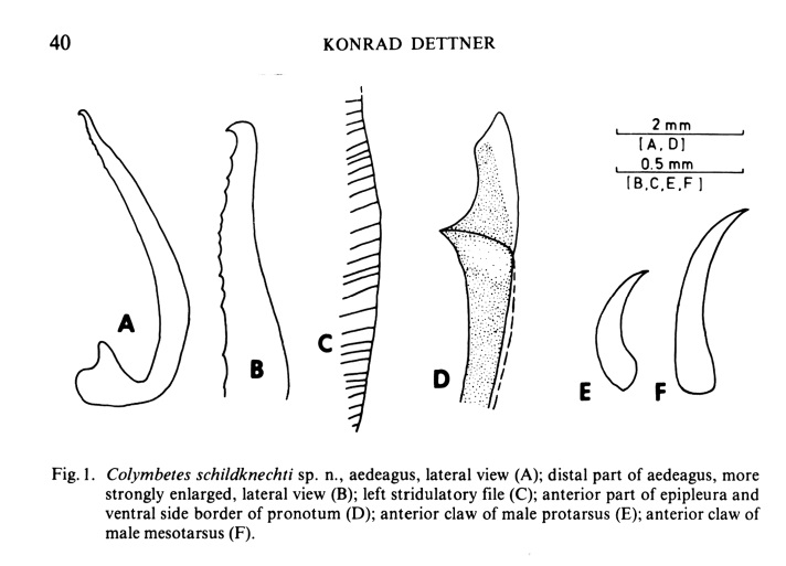 Dettner 1983 A.jpg